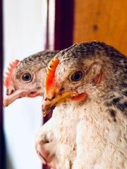 close up of a chicken