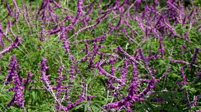 Close-up purple sage blooms moving with breeze. Delicate flowers in natural vegetation. Calm floral motion in serene garden landscape.