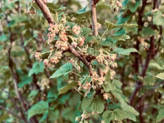 Blackcurrant flowers in the garden