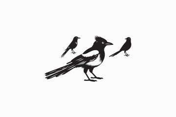 A Magpie bird animal vector silhouette image made by adobe illustrator. eps