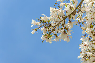 青空に映える白いコブシの花