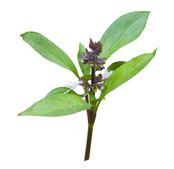 Fresh green basil leaves isolated on white background, high-resolution PNG with clipping path. Ideal for food, herbs, or natural product designs.