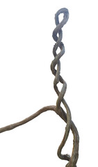 Obraz premium dry climbing plant