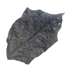 Dry leaf isolated on white background