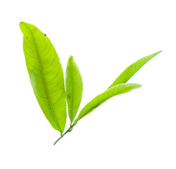 Obraz premium Yellow apricot leaf isolated on white background. High-quality PNG with clipping path. Popular in Vietnamese Tet holiday decorations.