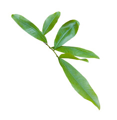 Yellow apricot leaf isolated on white background. High-quality PNG with clipping path. Popular in Vietnamese Tet holiday decorations.