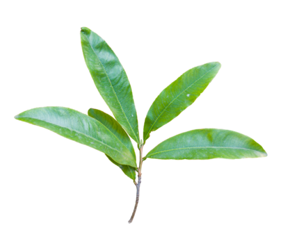 Yellow apricot leaf isolated on white background. High-quality PNG with clipping path. Popular in Vietnamese Tet holiday decorations.