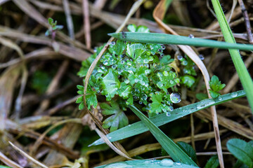 Dew drops on green foliage create a fresh morning forest background