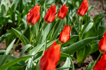 Fototapeta premium Tulip, flower, wildflower, blooming tulip