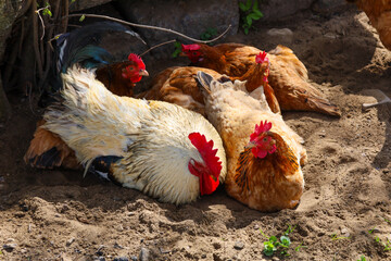 A small flock of chickens and one rooster rest in the shade on sandy ground. The rooster has lush...