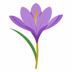 Obraz premium crocus flower isolated on white