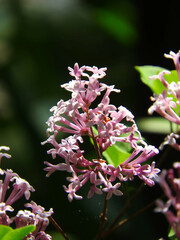 ヒメライラック