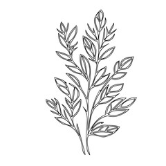 Elegant botanical line art: a delicate sprig of leaves in monochrome drawing