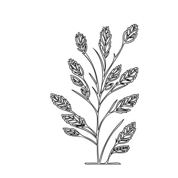 Minimalist botanical illustration of a flowering plant with intricate leaf details