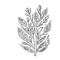 Delicate Botanical Outlines: An Elegant Floral Branch Illustration with Fine Lines