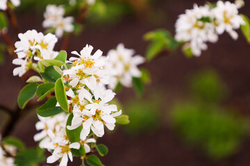 Delicate white flowers with yellow stamens bloom against a blurred brown and green background. Small green leaves look fresh next to the numerous flowers, creating a feeling of spring and renewal.