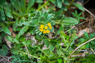 Wildflower, flower, spring wildflower