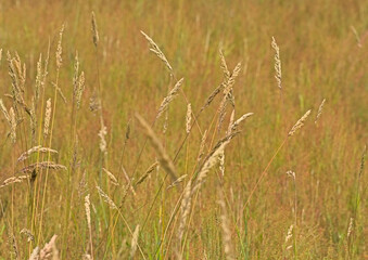 Yellow flowering bushgrass in the marsh on a sunny summer day - Calamagrostis epigejos
