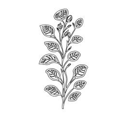 Minimalist botanical drawing of a branch with stylized leaves and buds illustration