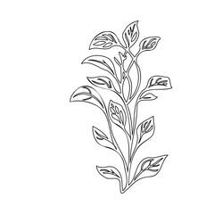 Elegant botanical line drawing displaying graceful leaves and organic growth