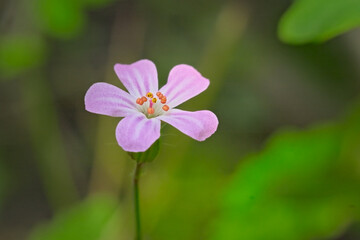 Pink flower of a herb robert geranium. closeup of a pink herb robert flower, selective focus on a...