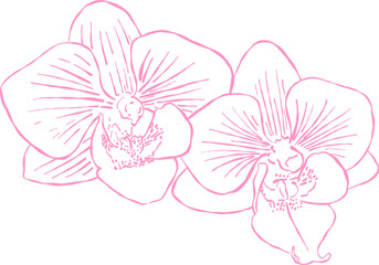 Fototapeta premium Flower and Leaf Line Art Pink Color Hand Drawn Sketch Style