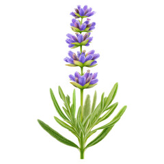 Fototapeta premium Beautiful Lavender Flower Illustration Isolated on White Background, isolated on transparent background.