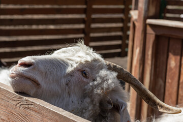 Close-up head of a white goat.