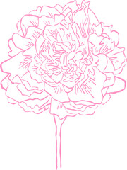 Flower and Leaf Line Art Pink Color Hand Drawn Sketch Style