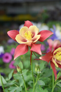 Wild red yellow columbine blooming in spring, Columbine in green garden, Beautiful Columbines 'Crimson Star' flowers, red yellow columbine or wild columbines flower closeup in nature, spring flower