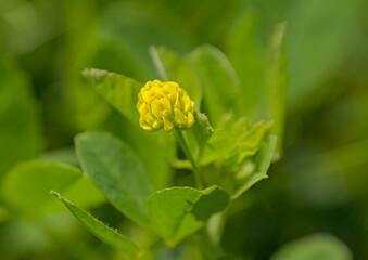 Yellow flowers of a black medic plant, selective focus with green bokeh background - Medicago lupulina 