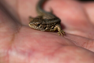 Obraz premium Tiny Lizard on Human Hand