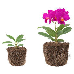 Close-Up of Two Orchids With Roots and Vibrant Pink Flowers, isolated on transparent background.