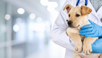 Un cachorro de perro en brazos de un profesional veterinario en una clinica veterinaria luminosa