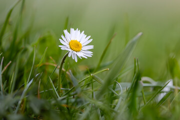 Delicate Daisy Bloom &ndash; Fine Art Nature Photography, Floral Wall Art