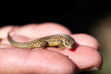 Tiny Lizard on Human Hand