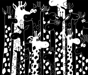many black and white giraffes