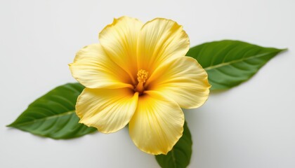 Fresh mango flower macro on a pure white background, soft tropical floral detail