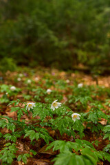 Wood anemone flower closeup