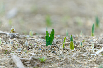 地面から芽吹く植物の新芽