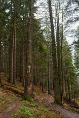 Obraz premium Autumn forest trail with large trees