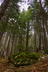 Fototapeta premium Mossy rocks in pine forest