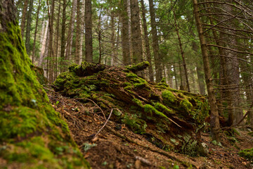 Obraz premium Mossy decaying log on forest slope