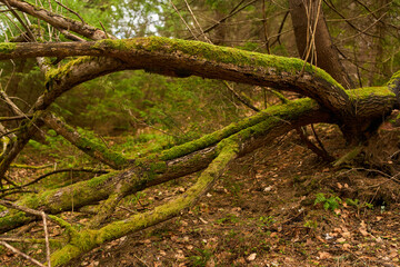 Obraz premium Mossy forest roots and branches