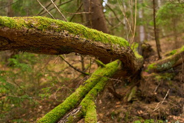 Mossy forest roots and branches