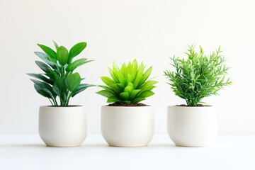 Three potted green plants with broad, spiky, and narrow leaves in white pots against a white background.