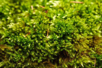 Macro shot of green moss in forest environment