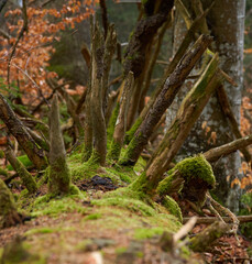 Decaying mossy trunk with jagged limbs