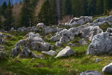 Rocky alpine meadow with forest and distant hills