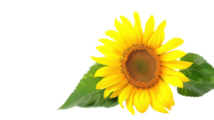 Fototapeta premium Vibrant Sunflower Seeds on White